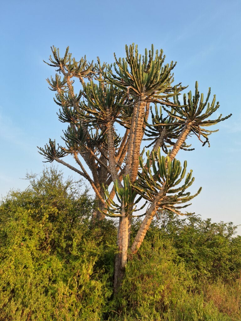Angola Tree-Euphorbia