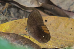 Faunis canens arcesilas