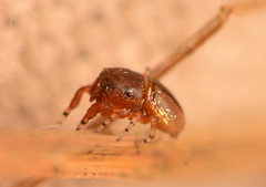 Sassacus cyaneus