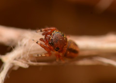 Sassacus cyaneus