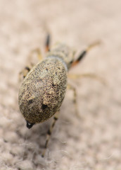 Zygoballus rufipes