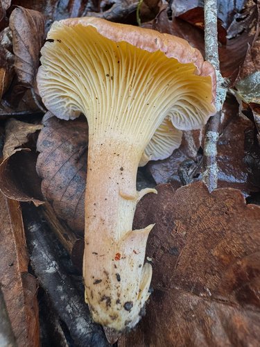 Cantharellus atrolilacinus