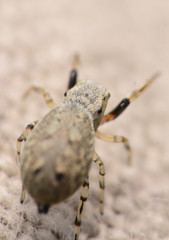 Zygoballus rufipes