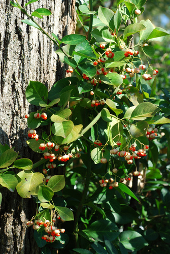Euonymus fortunei