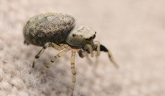 Zygoballus rufipes