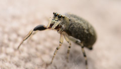 Zygoballus rufipes
