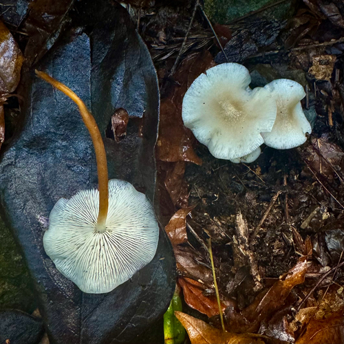 Strobilurus ohshimae