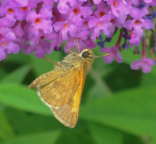 Tawny-edged Skipper