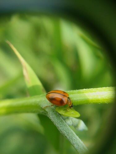 Xanthadalia effusa