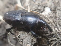 Sphenophorus cicatristriatus