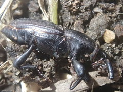 Sphenophorus cicatristriatus
