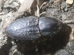 Sphenophorus cicatristriatus