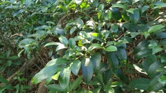 Ilex pubescens