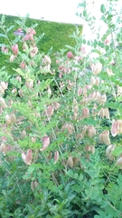 Colutea