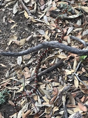 Lampropeltis knoblochi