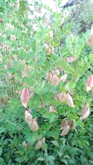Colutea