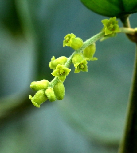 Image of Cansjera rheedei by no rights reserved