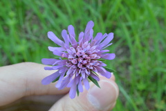 Knautia dipsacifolia