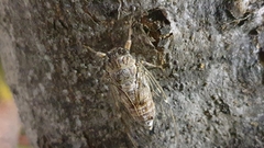 Cicada mordoganensis