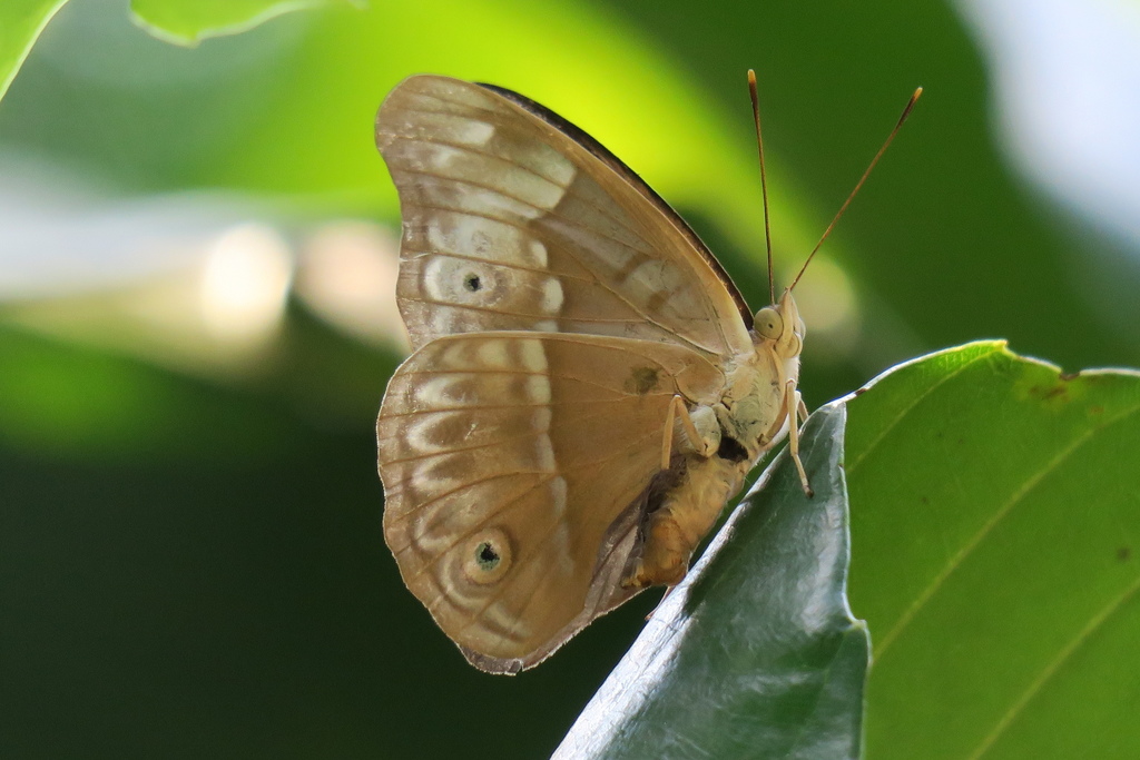 Eulaceura