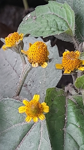 Spilanthes americana, 2024-11-06