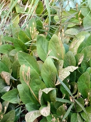 Primula pauciflora zionensis
