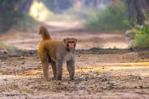 Rhesus Macaque