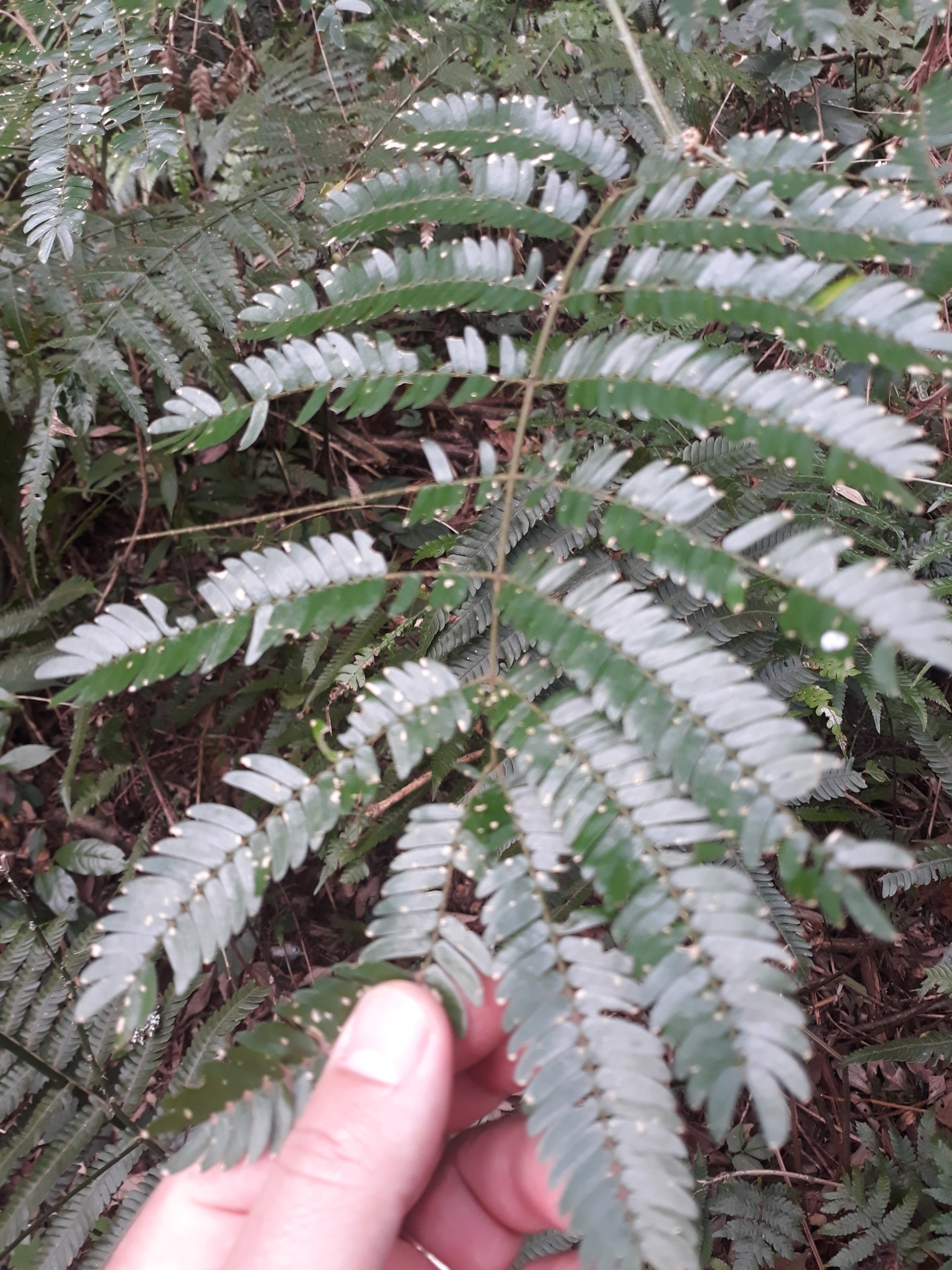 Senegalia bonariensis
