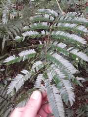 Senegalia bonariensis