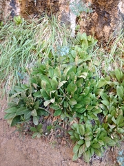 Primula pauciflora zionensis