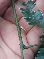 Senegalia bonariensis