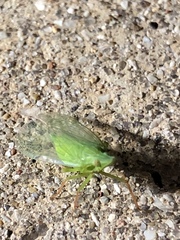 Rhynchomitra microrhina