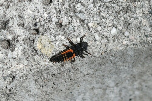 iNaturalist observation photo of Asian Lady Beetle