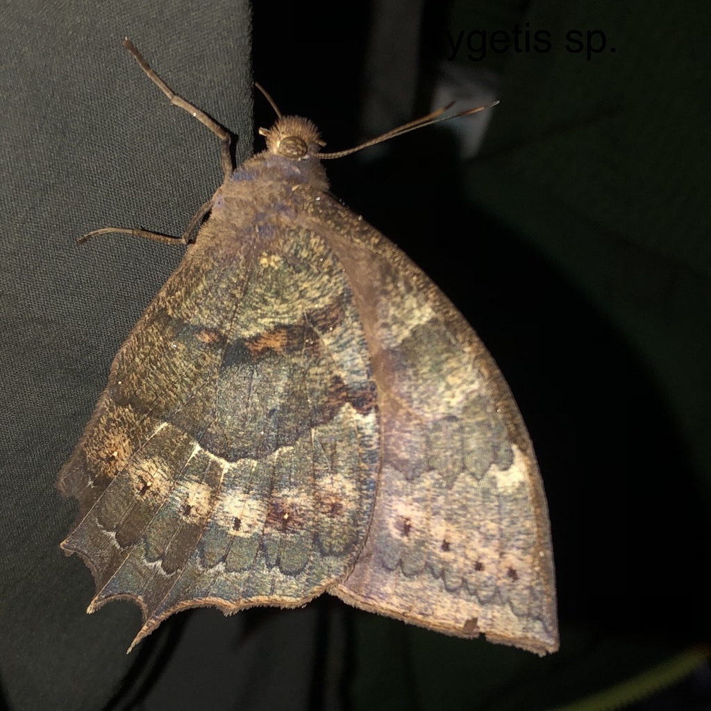 Taygetis larua