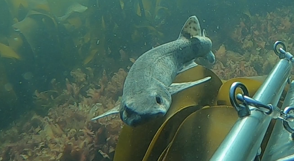 Small-spotted catshark resting among kelp beside a metal frame