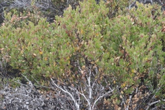 Arctostaphylos myrtifolia