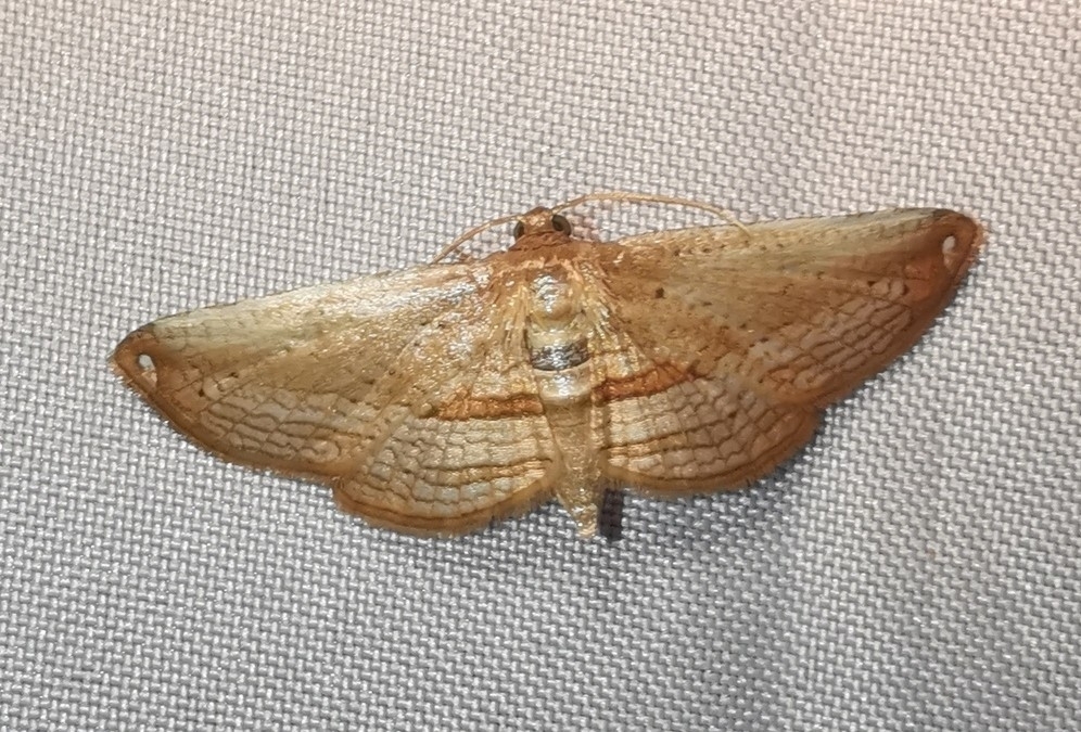 Rhodoneura obliquistrigalis