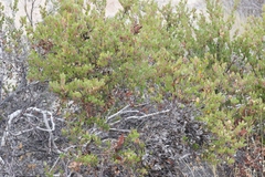 Arctostaphylos myrtifolia