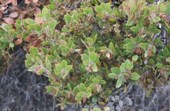 Arctostaphylos myrtifolia