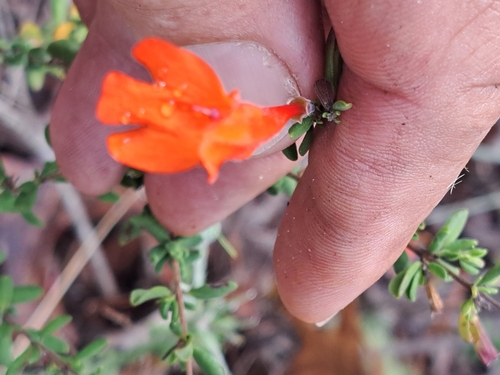 Image of Clinopodium coccineum by no rights reserved
