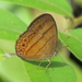 Malayan Bushbrown - Photo (c) Soh Kam Yung, some rights reserved (CC BY-NC)