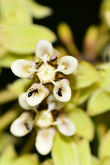 Asclepias scheryi