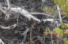 Arctostaphylos myrtifolia