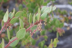 Arctostaphylos myrtifolia