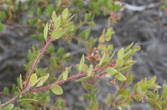 Arctostaphylos myrtifolia