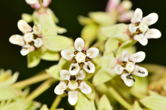 Asclepias scheryi