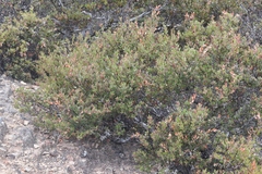 Arctostaphylos myrtifolia