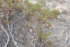 Arctostaphylos myrtifolia