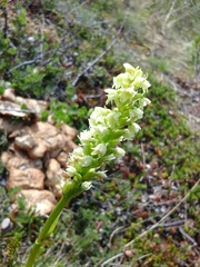 Pseudorchis straminea