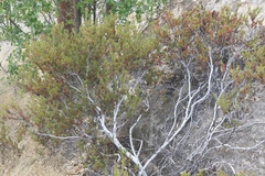 Arctostaphylos myrtifolia